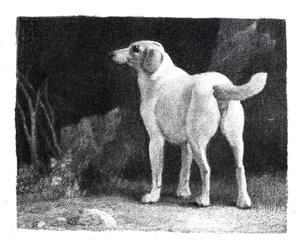 犬、1788 作： George Stubbs